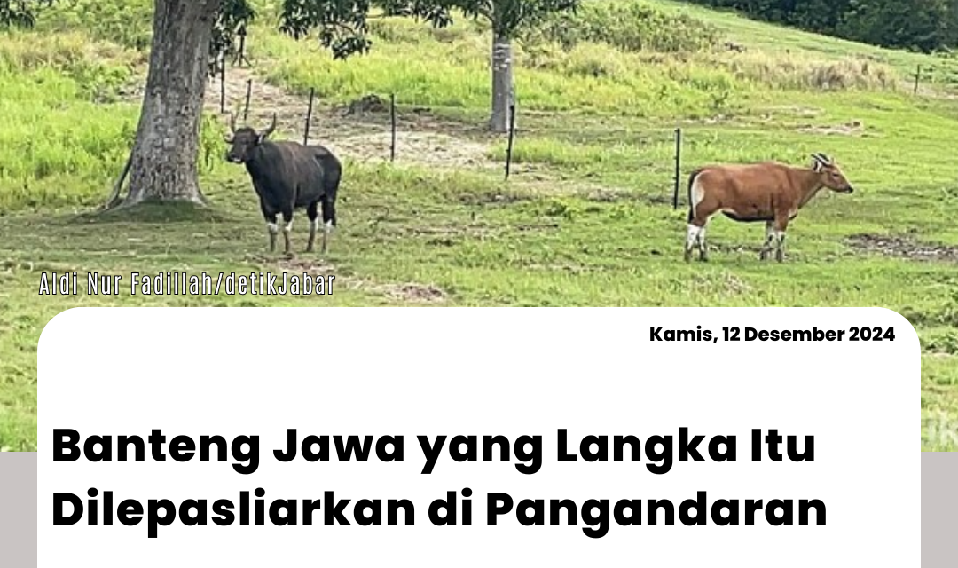 Banteng Jawa yang Langka Itu Dilepasliarkan di Pangandaran