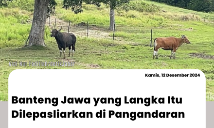 Banteng Jawa yang Langka Itu Dilepasliarkan di Pangandaran